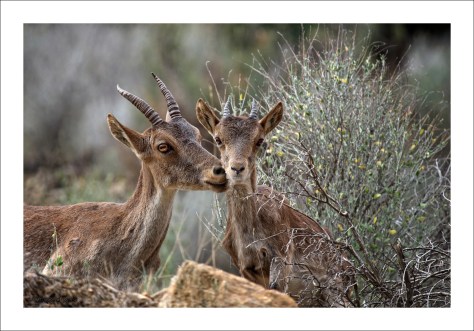 IMG_5598 cfirmadaRED