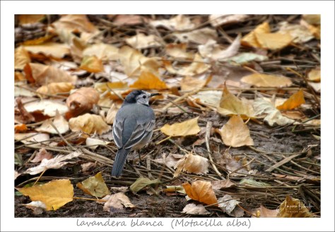 IMG_1208-firmadamarco