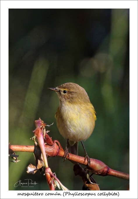 IMG_1445-firmadamarco