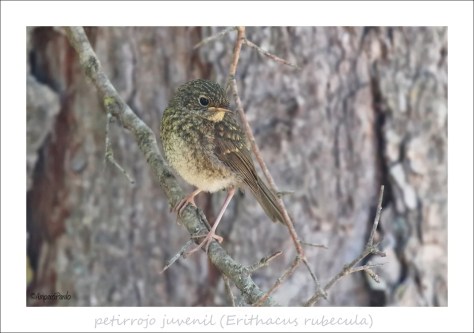 IMG_3410 firmadaREDTEX