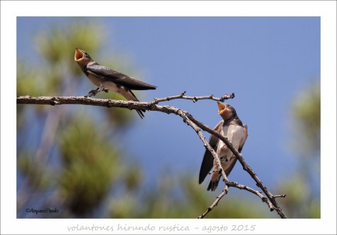 IMG_3716 cfirmadaREDTEX