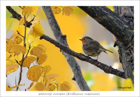 IMG_4306-firmadaREDTEX