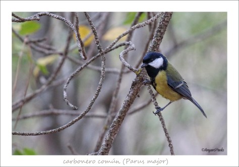 IMG_6146 firmadaREDtex