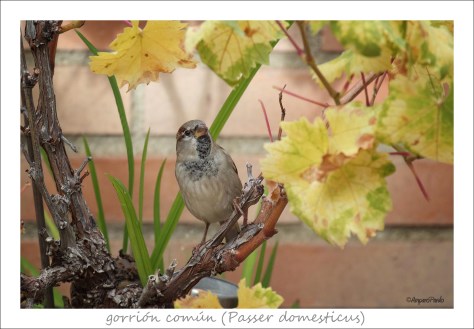 IMG_7301firmadaTEDtex