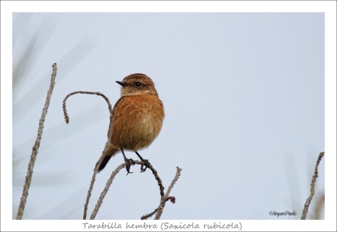 IMG_7687rfirmadaredmarcoTEX