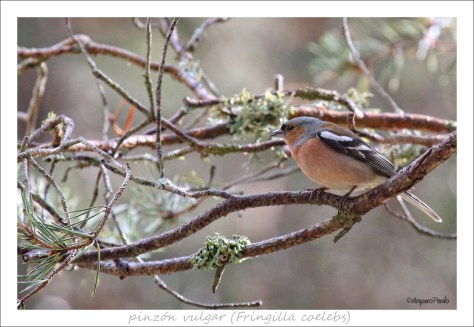 IMG_9918 firmadaredTEX