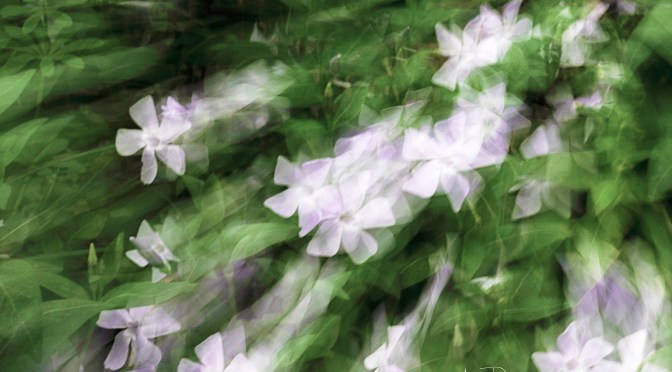 LA RUTA DE LOS MOLINOS (Alborache)