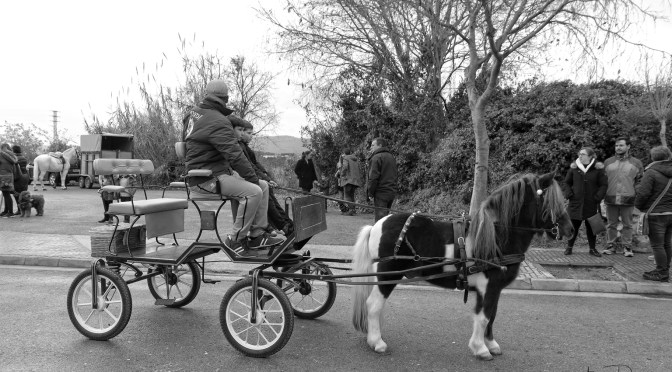LOS CABALLOS DE SAN ANTÓN